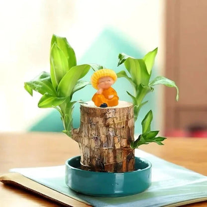 😌Lucky Brazil Wood Potted Plant🍀